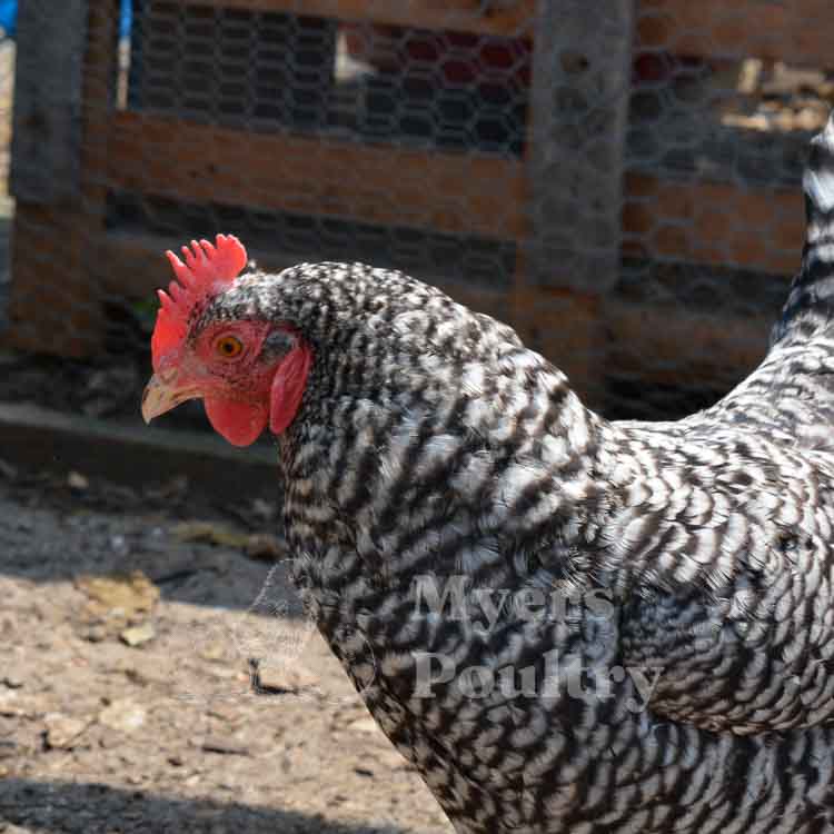 barred rock hen in chicken coop