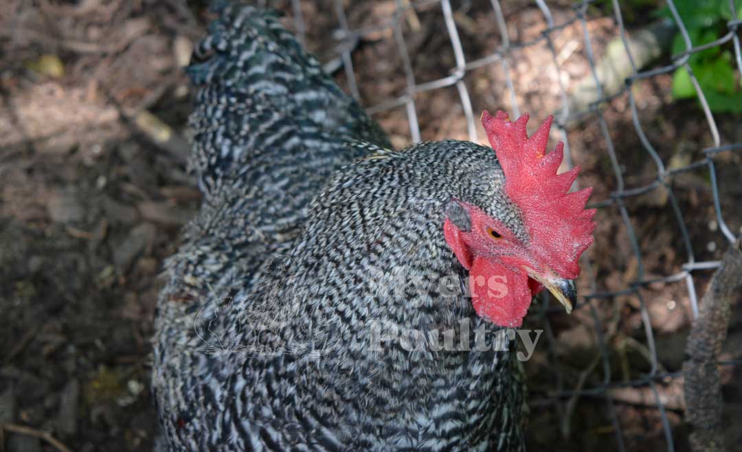 barred rock rooster in chicken coop