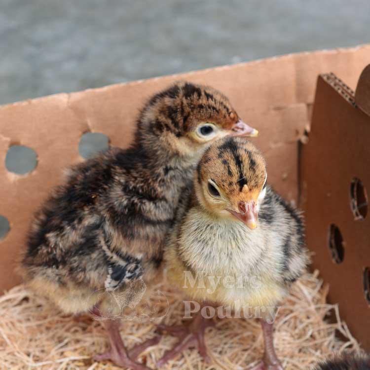 broad breasted bronze turkey poults
