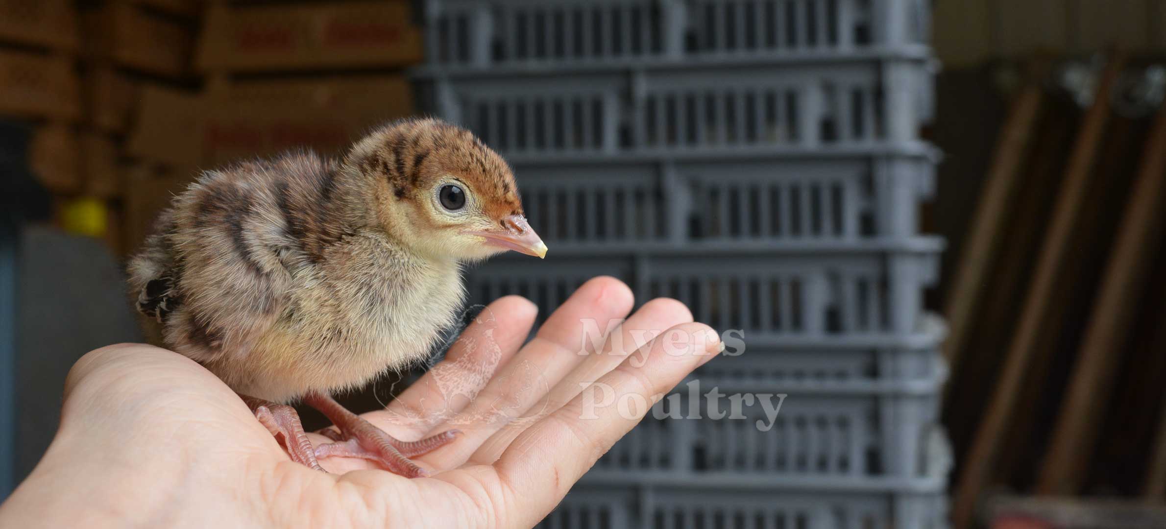 baby turkey poult held in hand