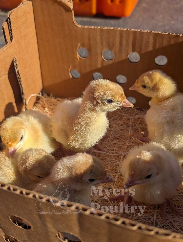 broad breasted white turkeys in sunlight