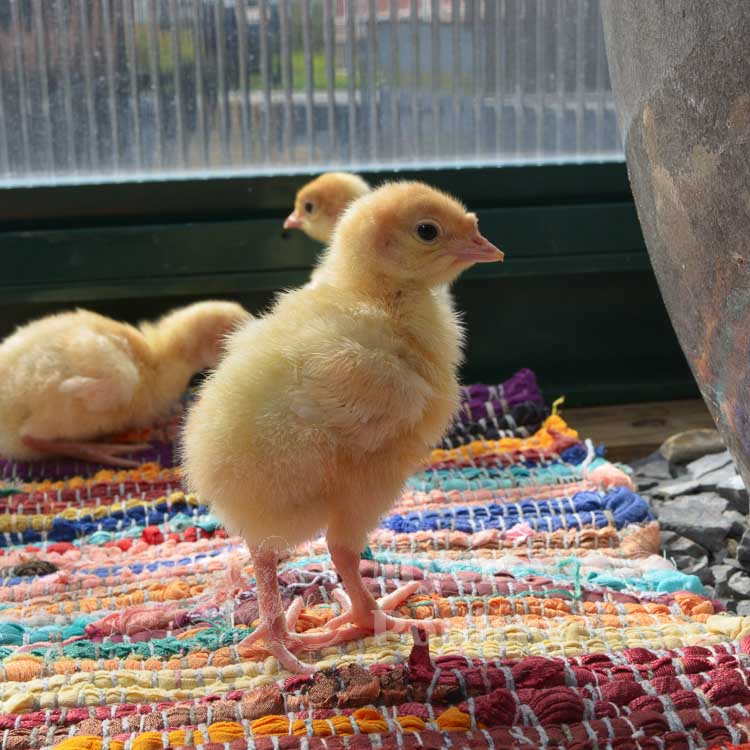 broad breasted white turkey in greenhouse