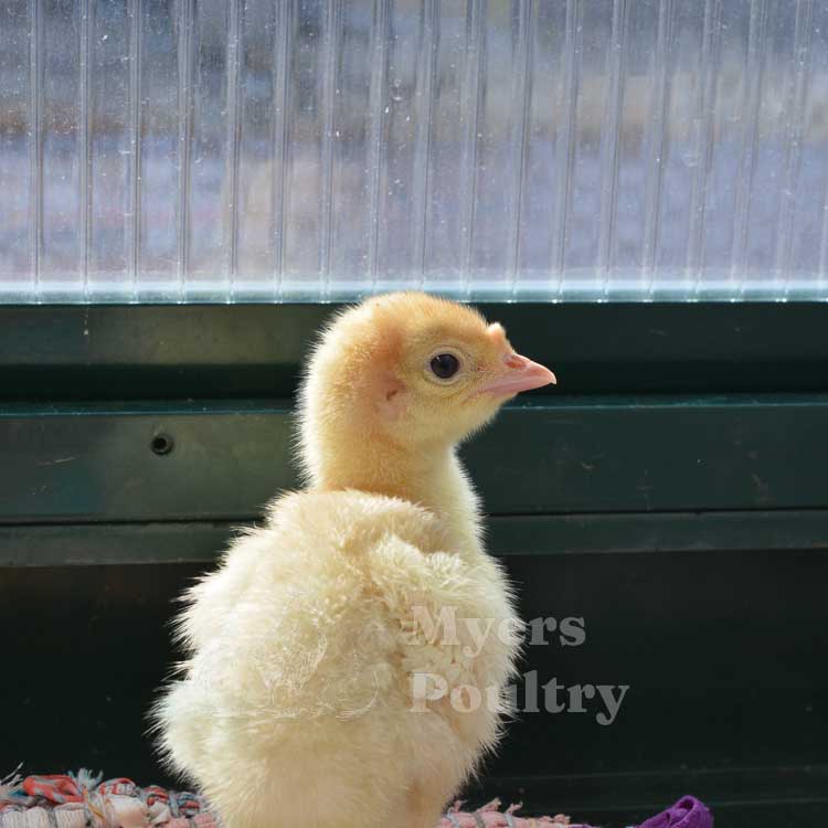 broad breasted white turkey poult standing in greenhouse