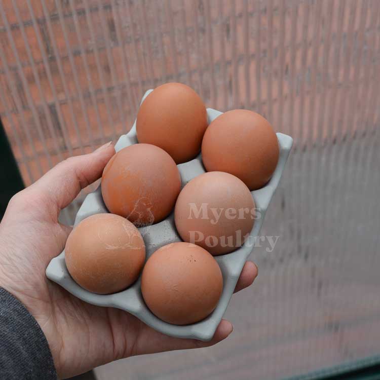 barred rock chicken eggs