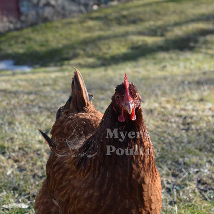 rhode island red hen staring at camera