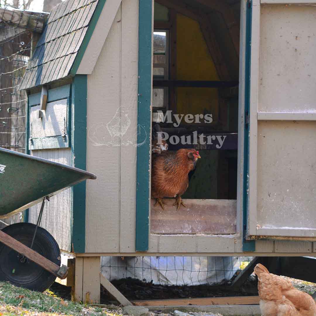 americana hen sitting on chicken coop