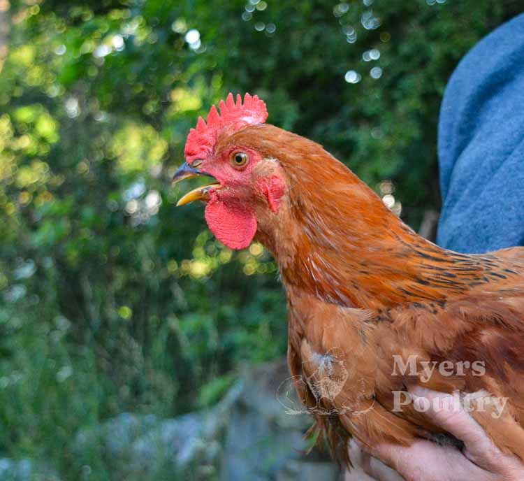 rhode island red chicken panting
