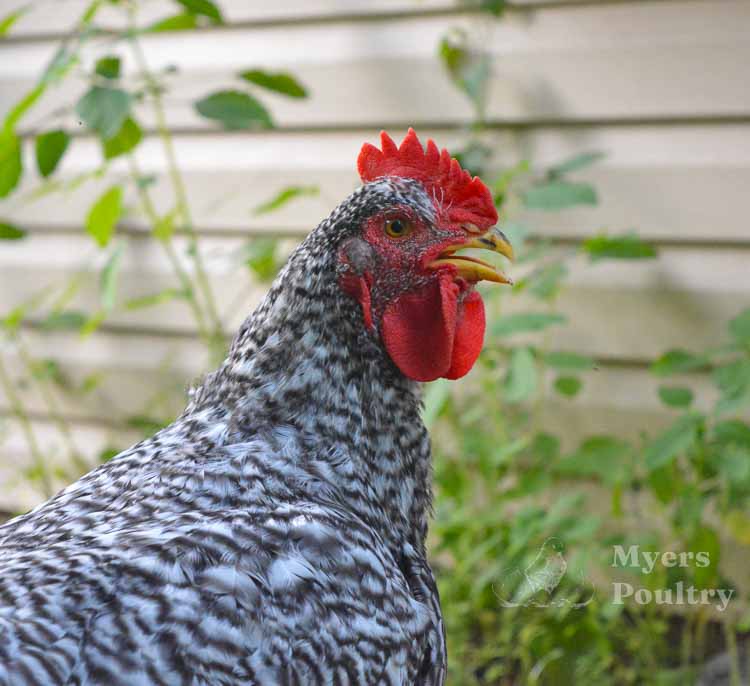 gray broiler chicken panting heat wave