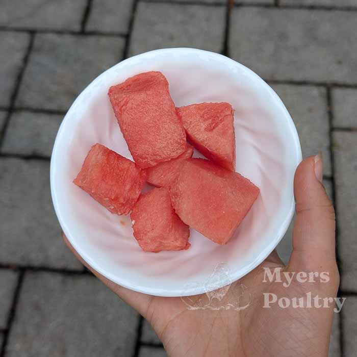 watermelon treats for chickens