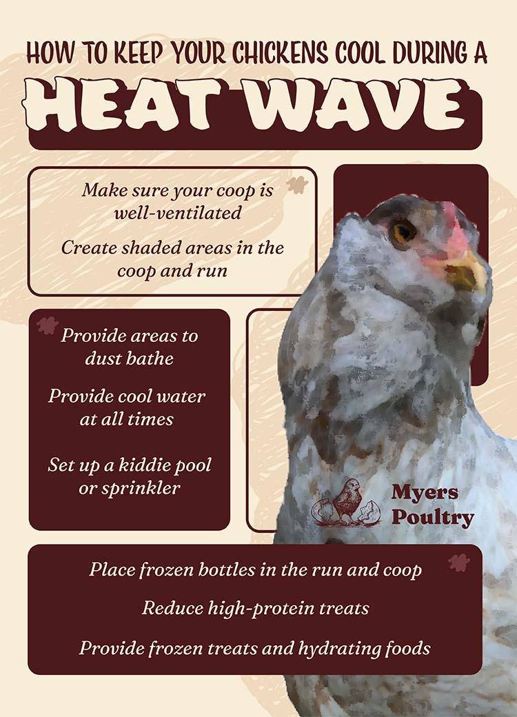 how to keep chickens cool in summer infographic