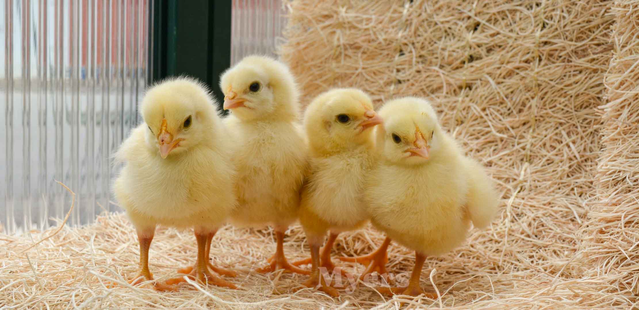 baby cornish cross chicks
