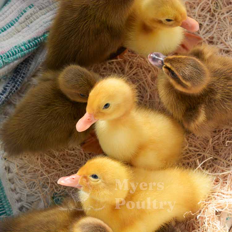 baby ducks and baby geese on colorful mat