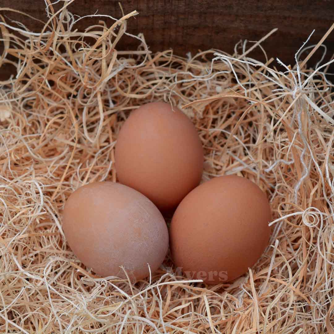 3 brown eggs in nesting box