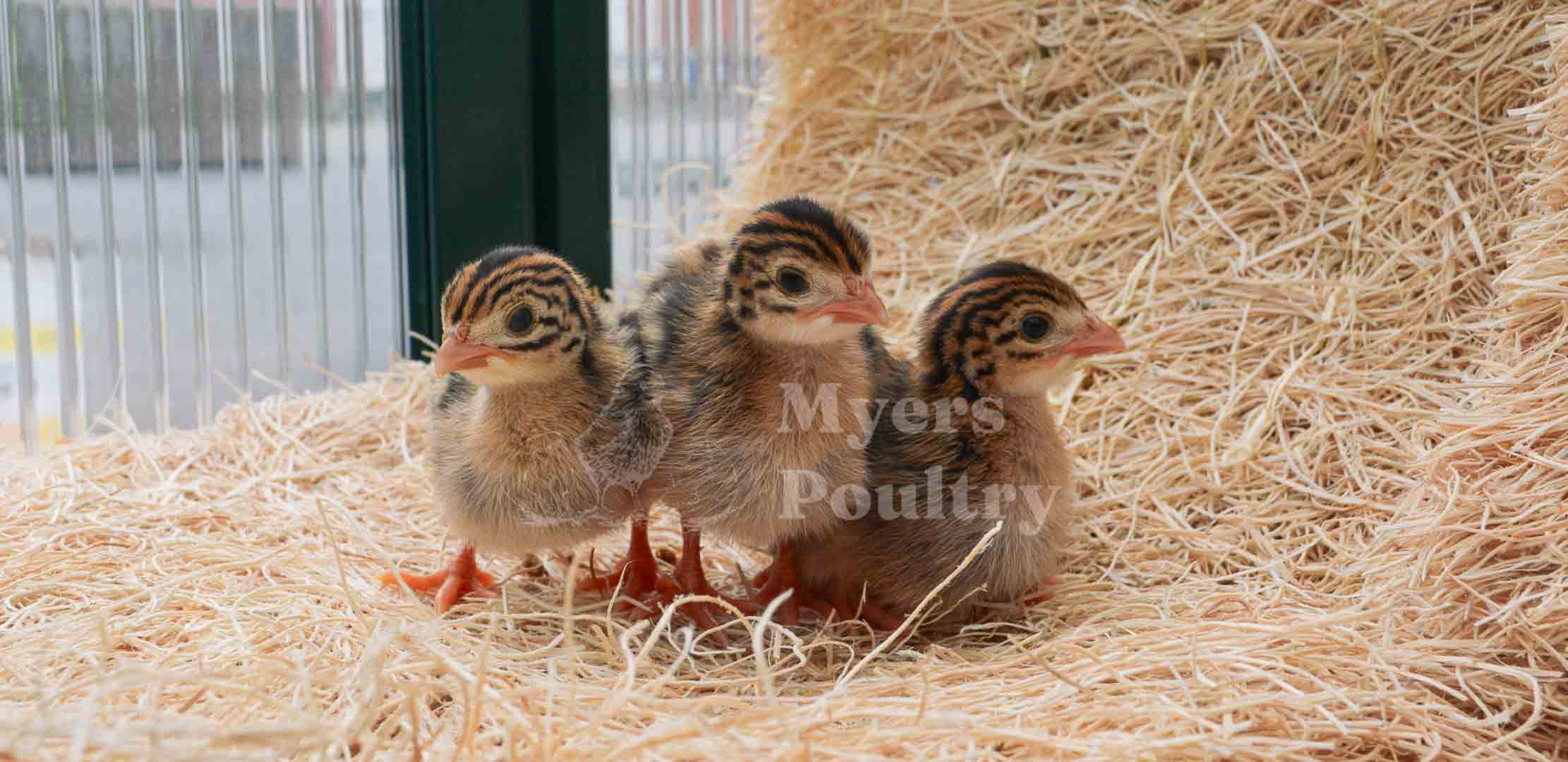 guinea keets in a row on straw