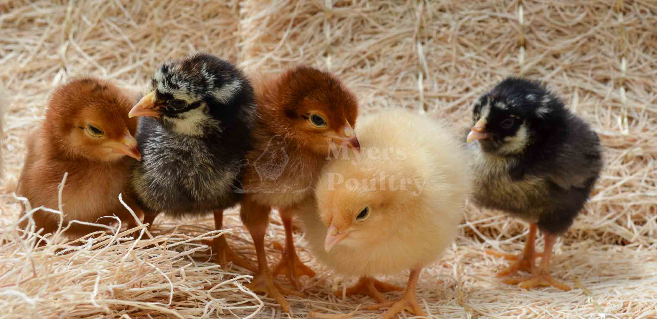 baby layer chicks on straw