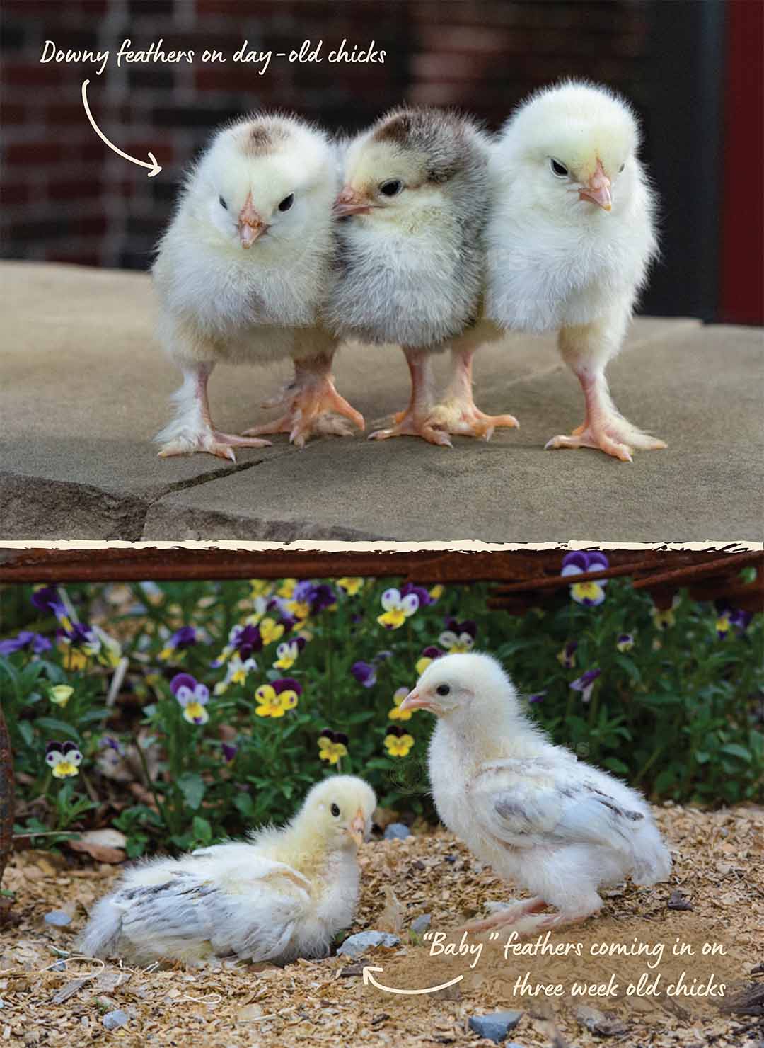 baby chicks molting new feathers