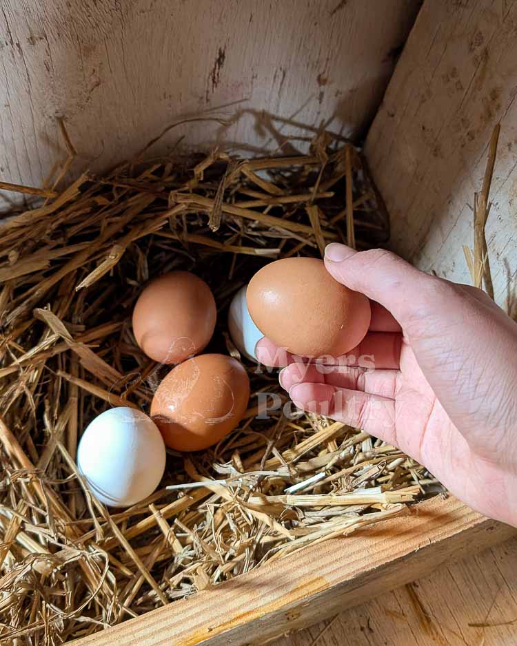 colorful eggs in nesting box with hand reaching