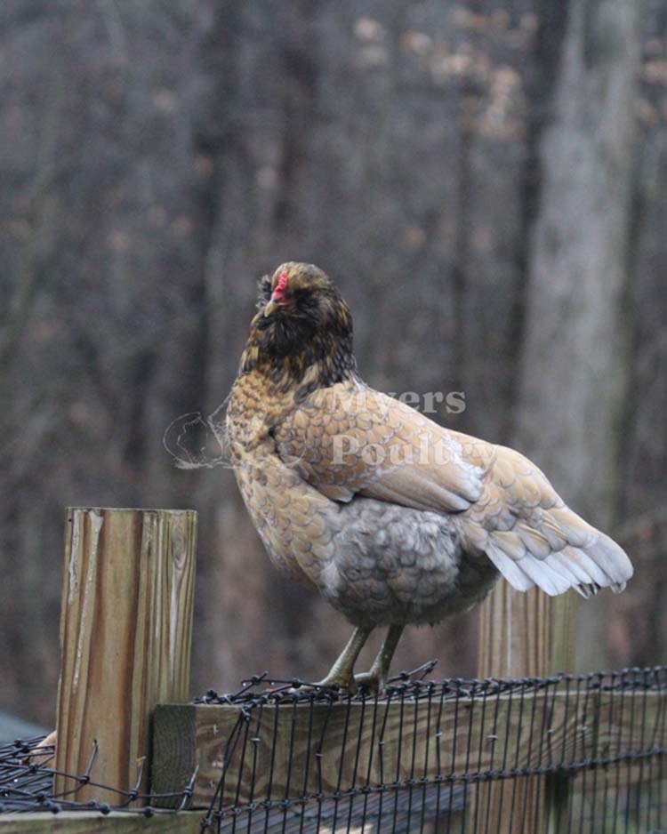 Chicken breed with new plumage