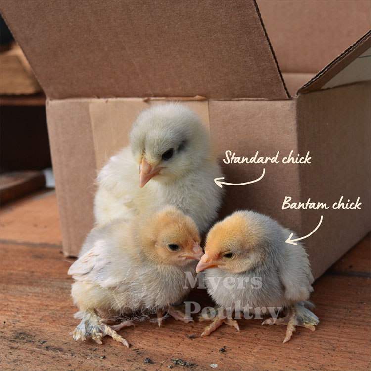standard layer chick vs bantam chicks size