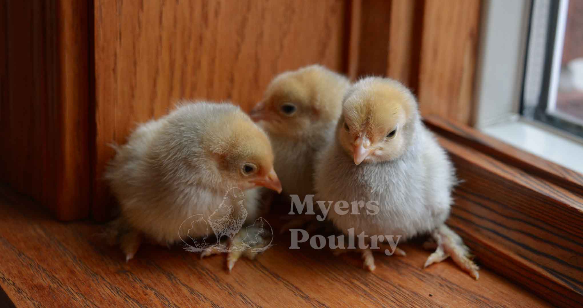porcelain d'uccle baby bantams with wood background