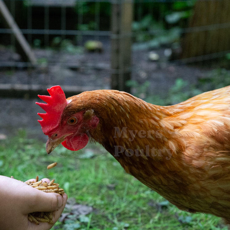 Red Sex Link chicken eating protein