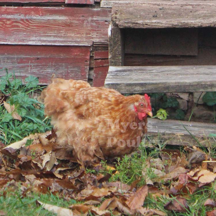 Red Sex Link hen molting