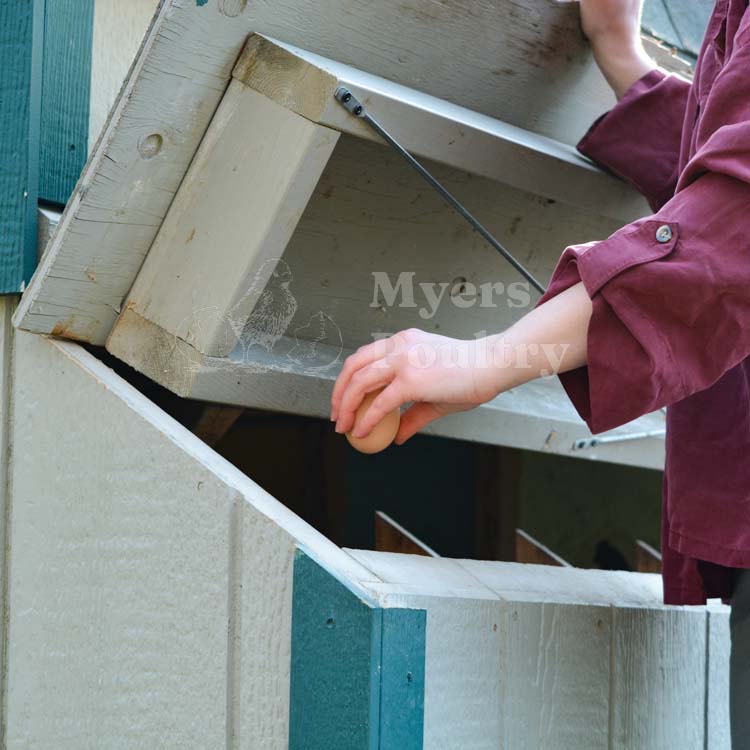 chicken coop egg production during molting