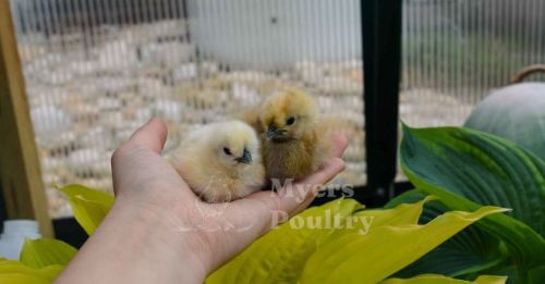 White silkie bantam chicks held