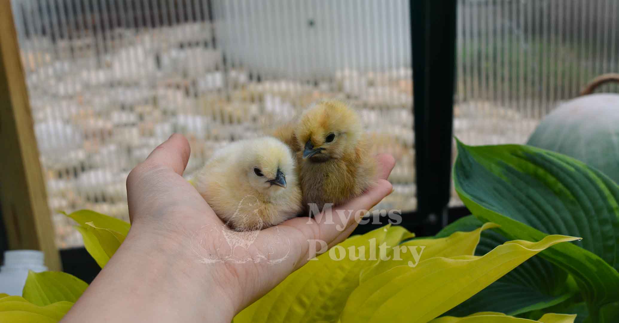 white silkie baby bantam chicks being held