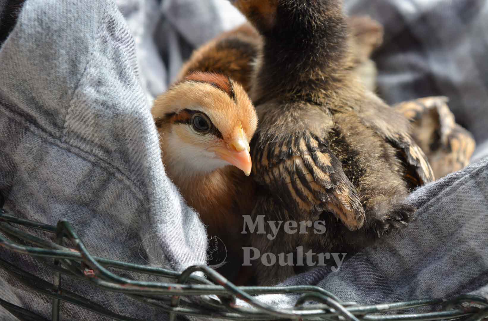 tiny colorful bantam chicken breeds on jacket