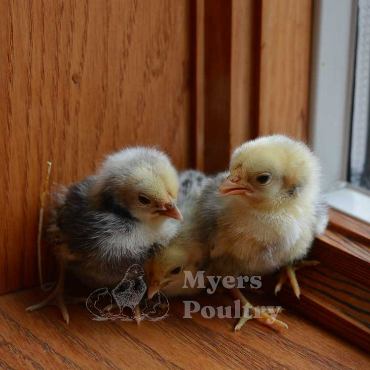 silver sebright bantam chickens with wood background
