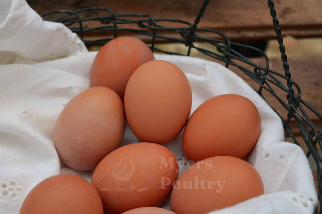 brown eggs in wire basket