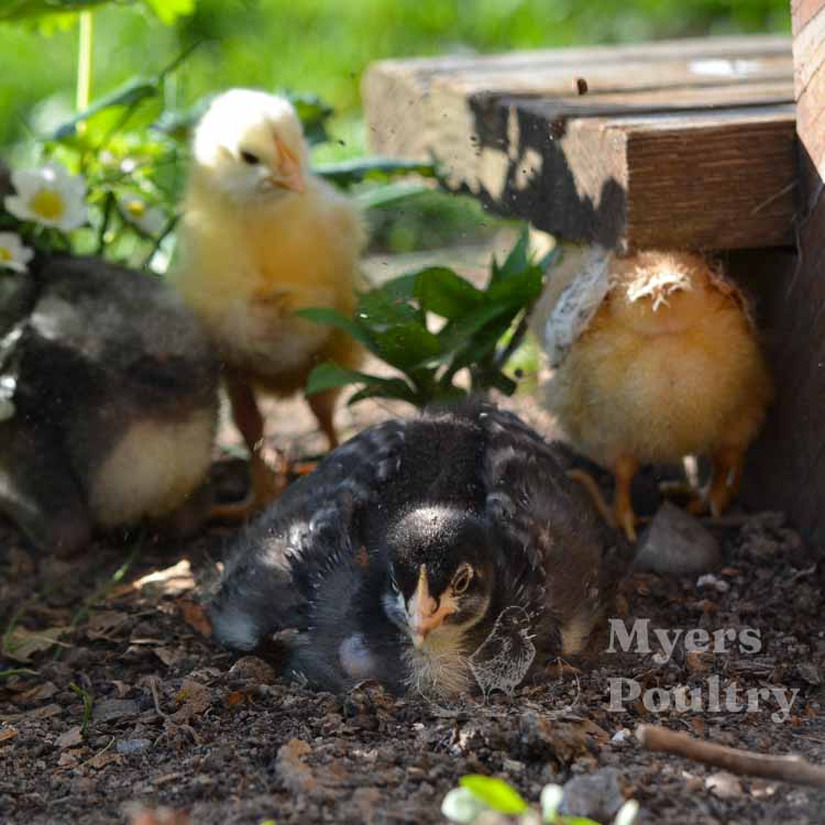baby chicks dust bathing to stay cool
