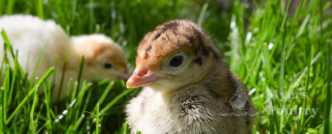 broad breasted bronze turkey poults in grass
