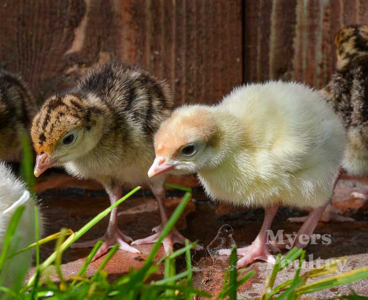 turkey poult mix in backyard