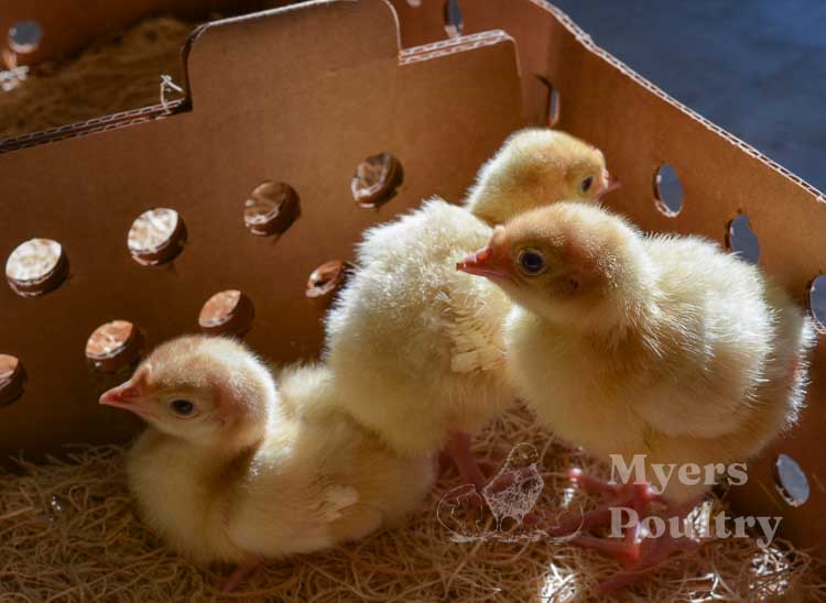broad breasted white turkey poults in box