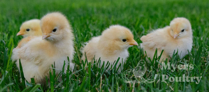 buff orpington baby chicks outside on grass