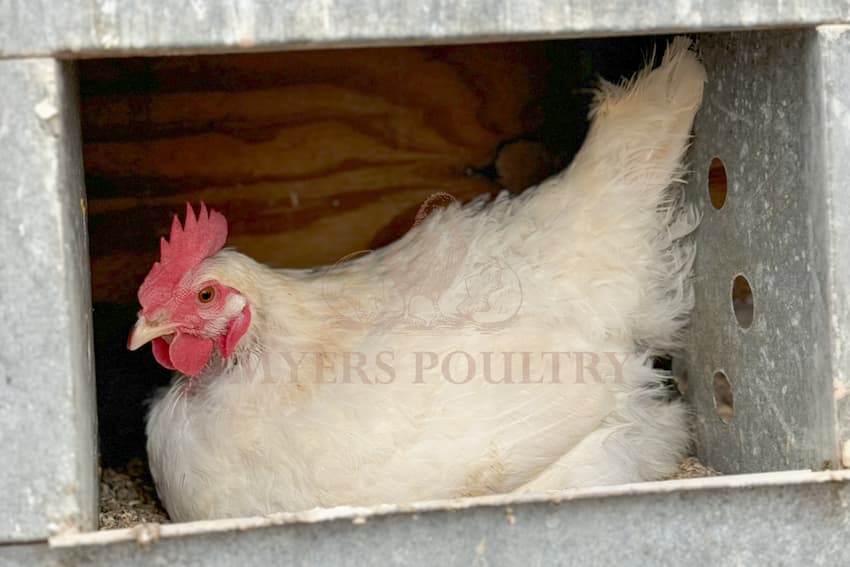 The Best Chickens For Laying Eggs the-best-chickens-for-laying-eggs