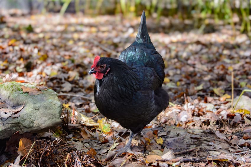 The Best Chickens For Laying Eggs the-best-chickens-for-laying-eggs