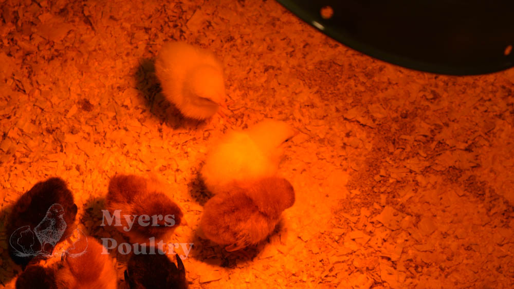 assorted baby chicks in brooder under heat lamp