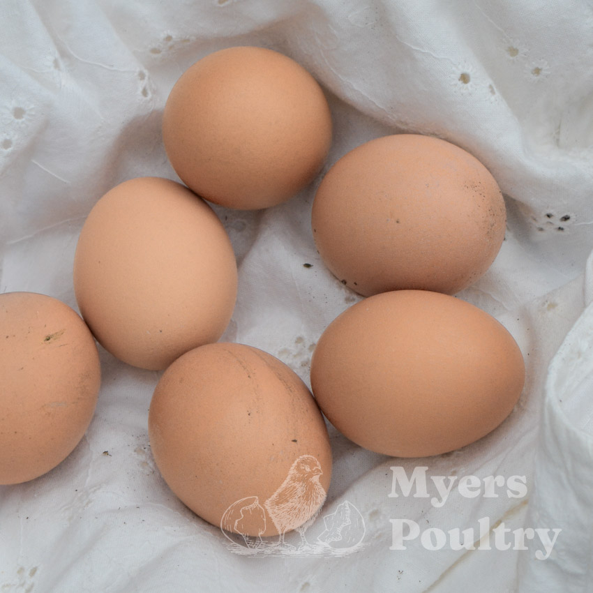 buff orpington egg color