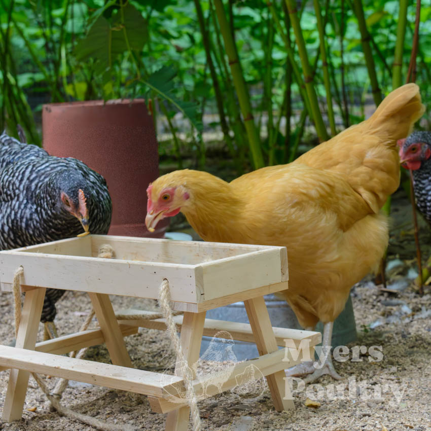 buff orpington eating treats