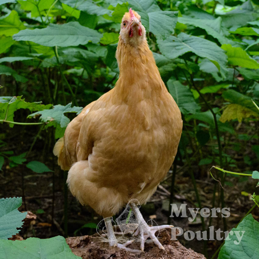 buff orpington with foliage