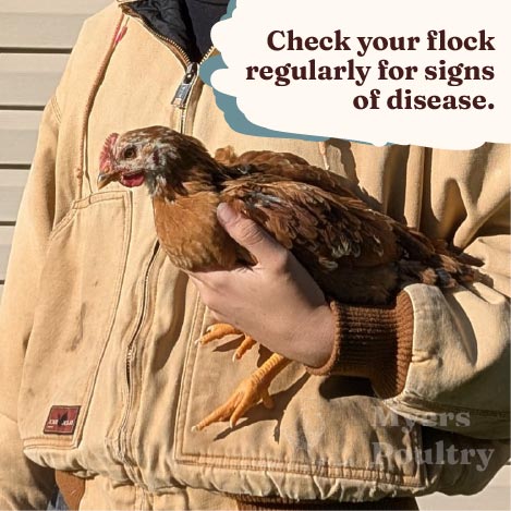 red broiler chicken held by grower