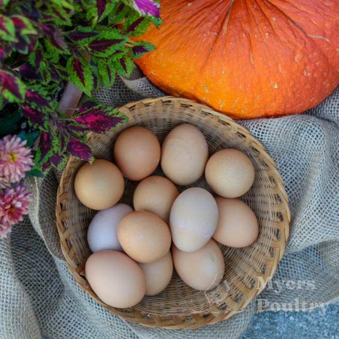 farm fresh chicken eggs and pumpkins