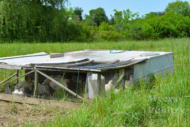 meat chicken tractor