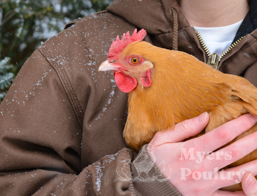 buff orpington cold hardy winter