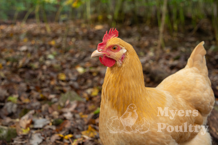 buff orpington free ranging