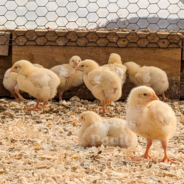cornish cross chicks in brooder