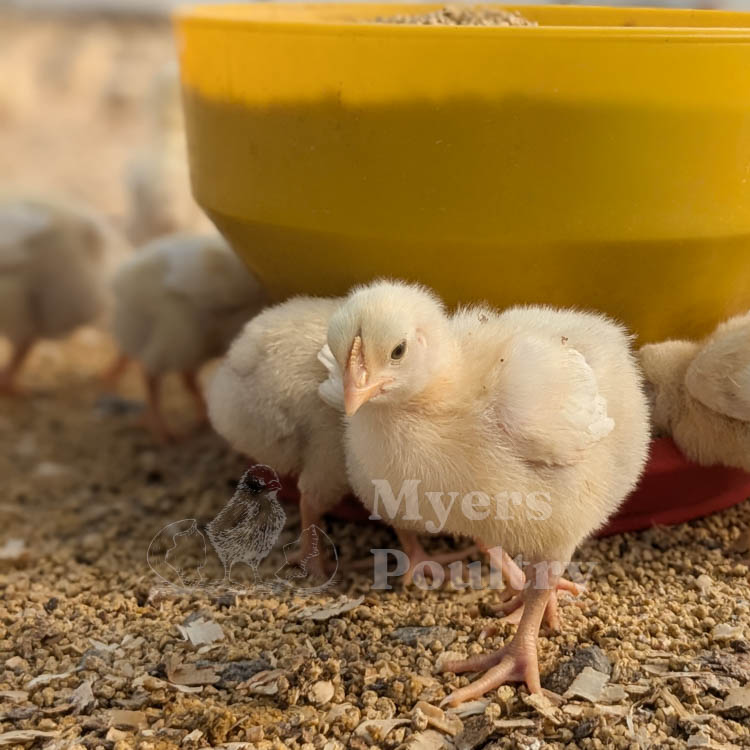 cornish cross baby chicken in brooder